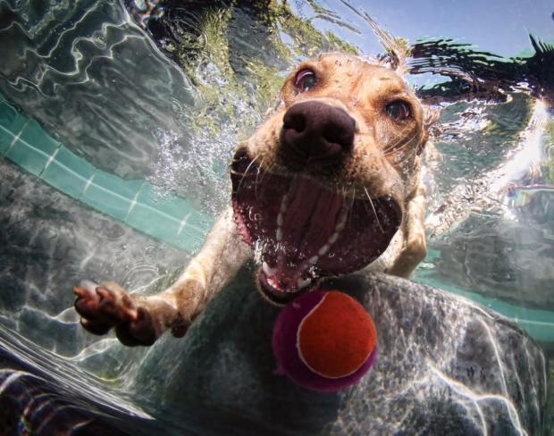 Jövök! - kép: underwaterdogs